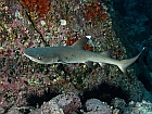 Καρχαρίας Reef whitetip