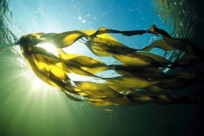 Large Seaweed