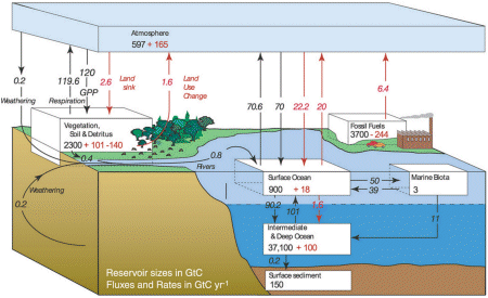 carbon cycle