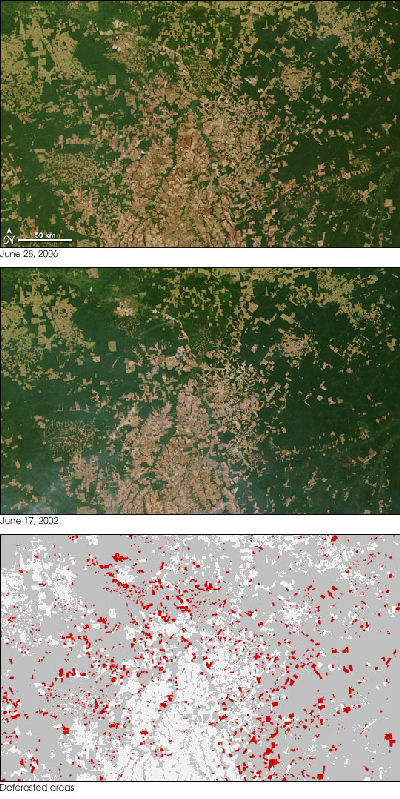قطع الغابات فى البرازيل 