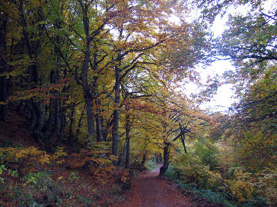 Stara planina forest, Bulgaria