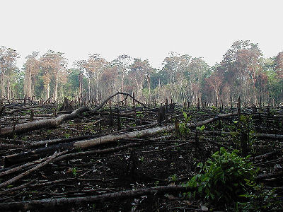 Jungle burned for agriculture
