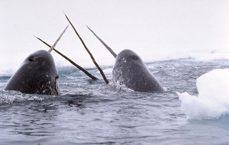 Narwhals