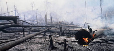 Αποψίλωση των δασών στην Ινδονησία