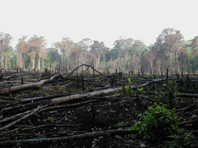 Deforestation in Mexico